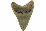 Fossil Megalodon Tooth - North Carolina #226479-2